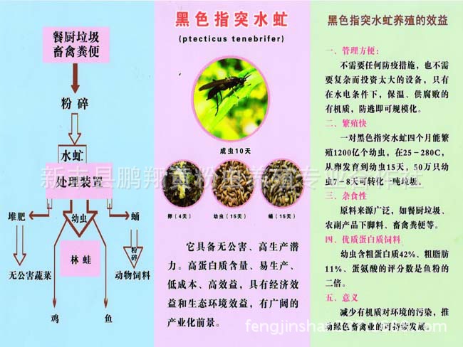 黑水虻种苗种蛹超高繁殖速度最佳处理餐厨垃圾欧洲昆虫养殖新宠