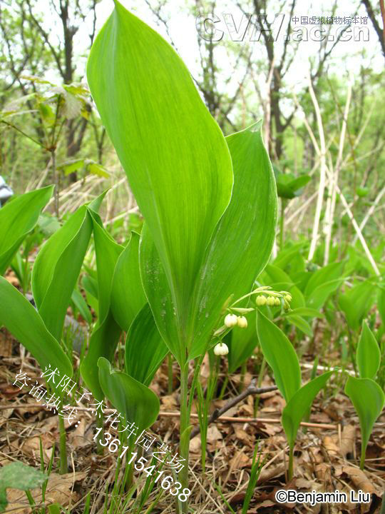 促销中德国进口铃兰花根茎/绿边铃兰花种根/球根花卉,冰清玉洁