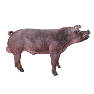 【湖南百宜】百宜原种猪 杜洛克种猪 特级公猪 满10头送2头