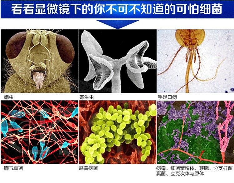 显微镜下的细菌