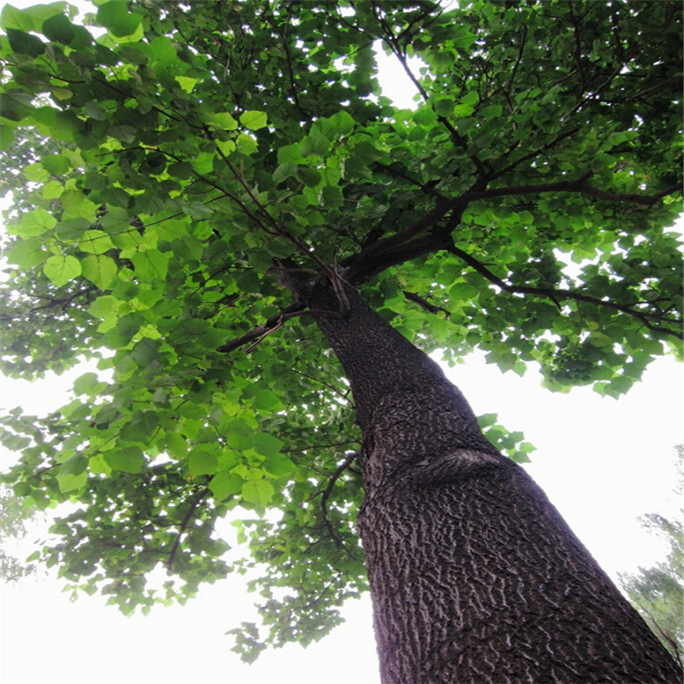  上一个 下一个> 举报  梧桐树,落叶乔木,原生于中国,高可达12m,叶为