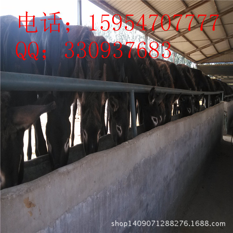 出售改良肉驴 亿旺牧业肉驴价格{zd1} 品种{zh0} 保质量保成功
