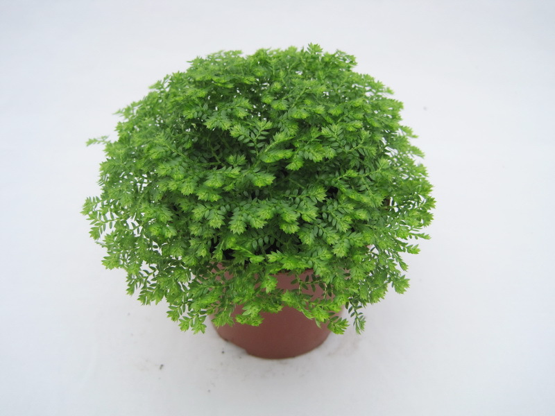 微景观背景蕨类植物盆栽吊兰盆栽翠云草,幸福草,吉祥草,珊瑚蕨