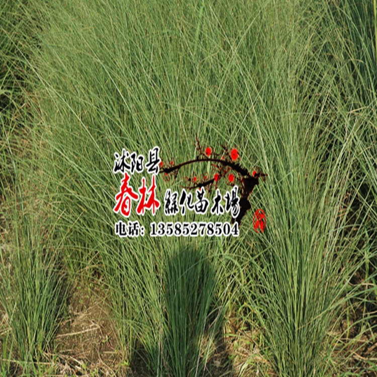 生长习性  细叶针茅为中旱生禾草,典型的草原草地植物.