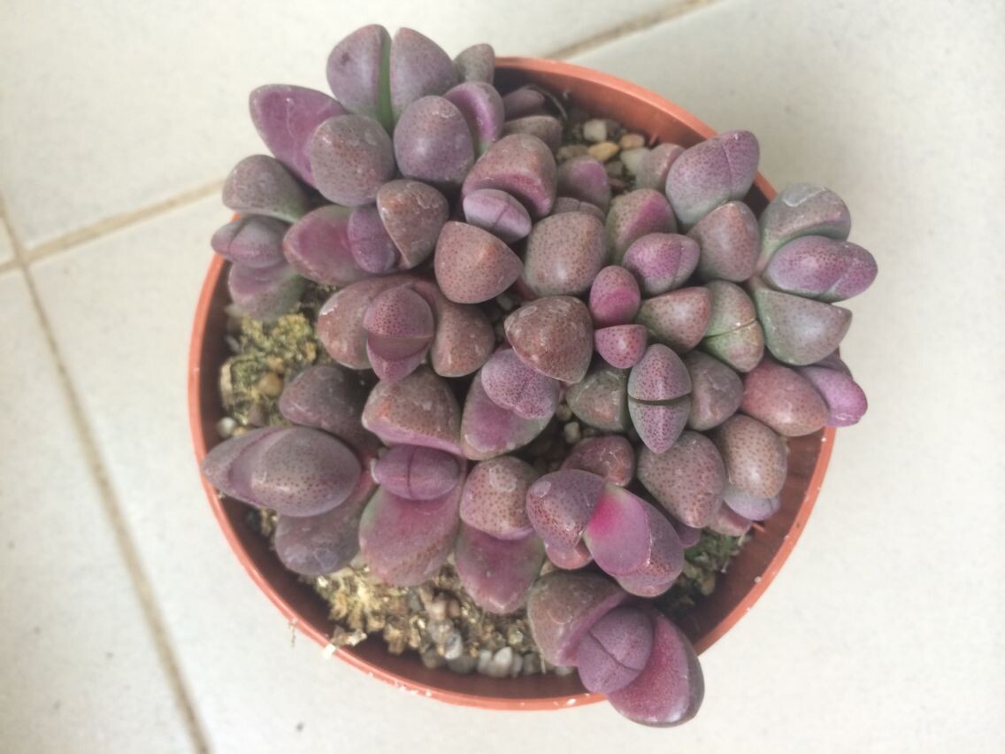 pleiospillos nelli rubra 红帝玉 多肉植物批发 带根有盆