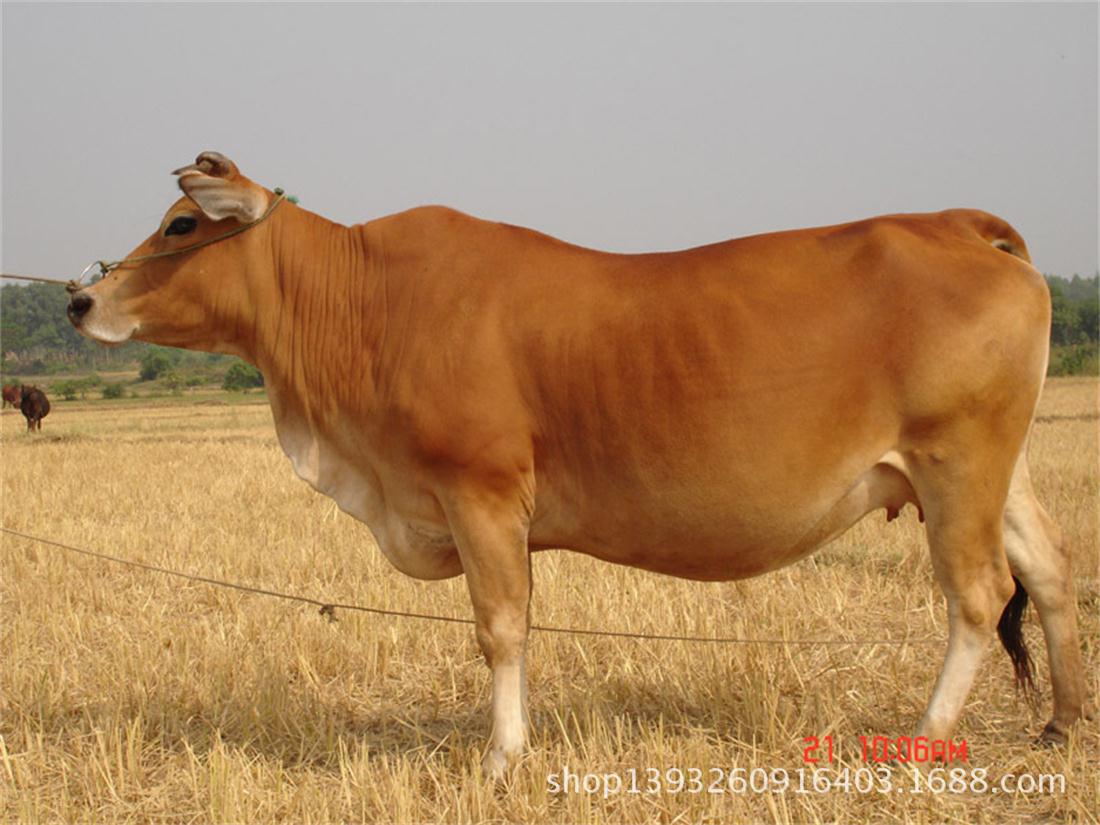 鲁西黄牛西门塔尔牛牛犊价格西门塔尔牛大型牛羊养殖场