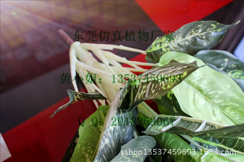 斑点银河 大 (4)