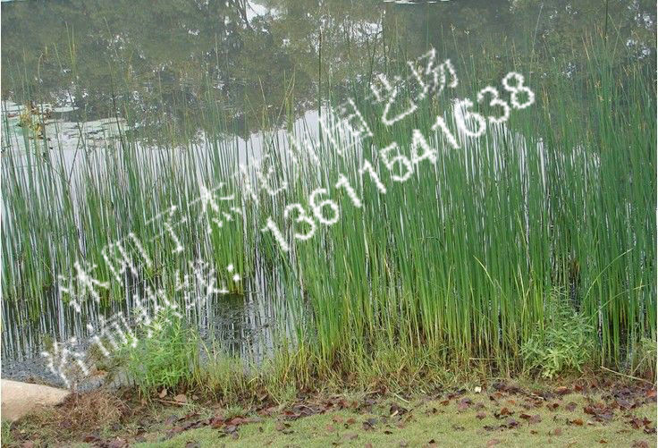 水葱,直销,水生花卉,苗圃直销,水体绿化,现货,水生植物,水葱苗
