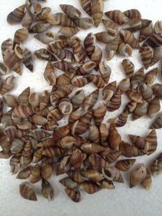 织纹螺,海丝螺,海狮螺,麦螺或白螺