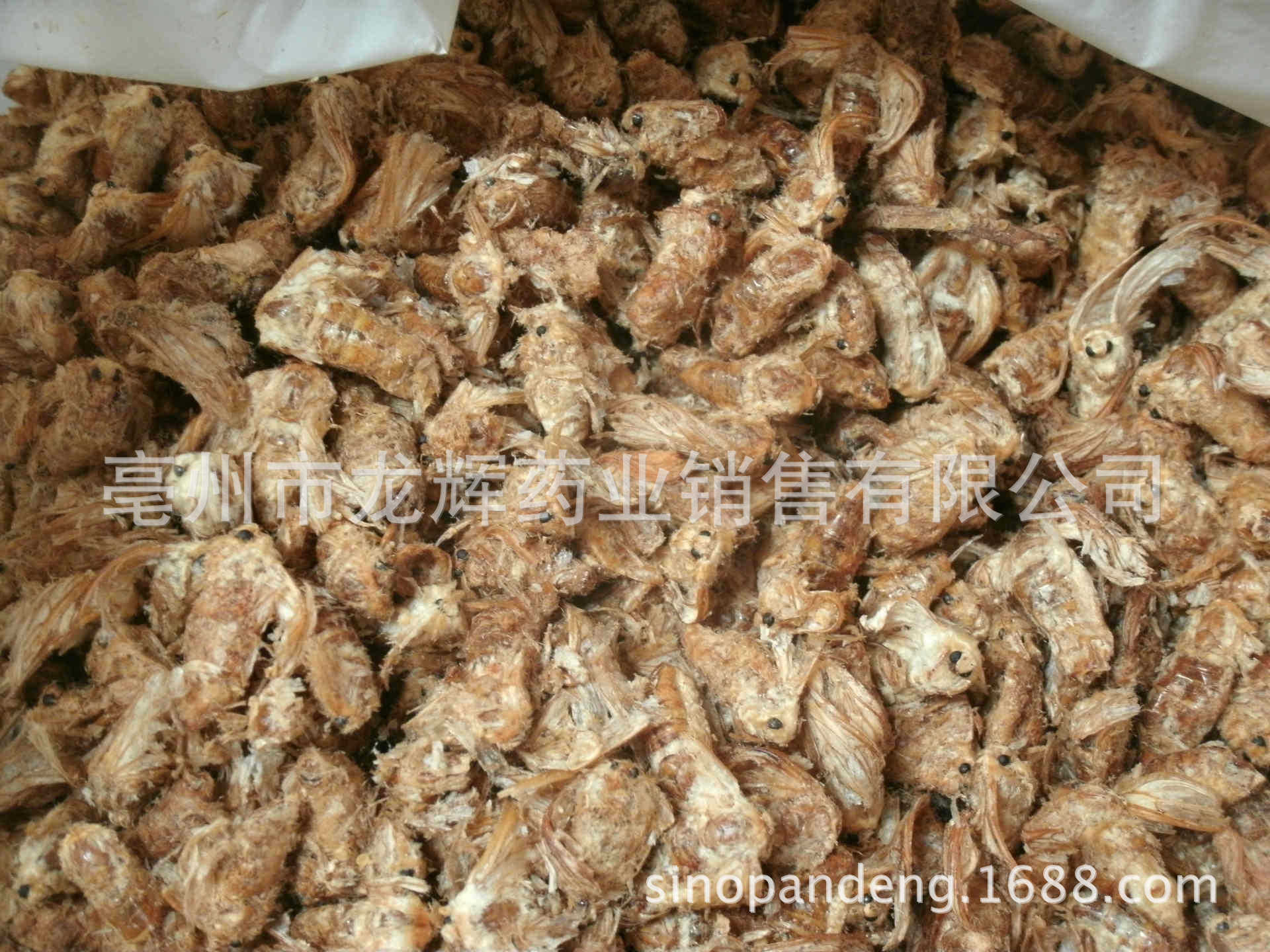 商检 出口优质 动物 中药材 雄蚕蛾