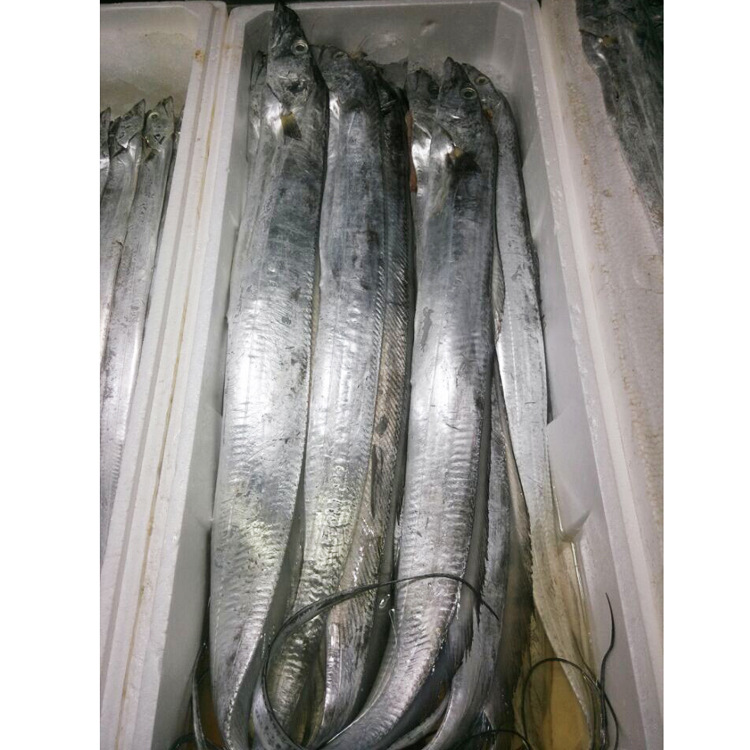 批发新鲜水产海鲜进口带鱼 东海野生大带鱼 冷冻带鱼20斤/盒