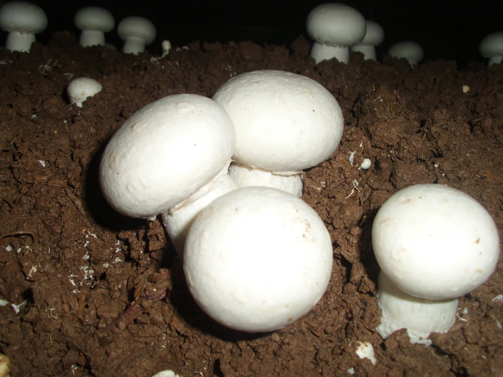 山东蔬菜批发用新采摘优质双孢菇 绿色营养食用菌