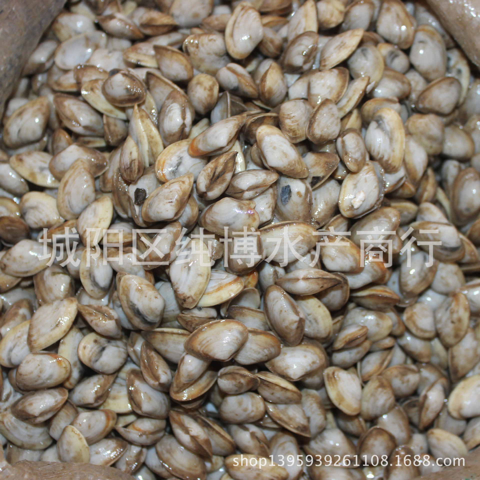 供应优质鲜活海沙子 兰蛤 海鲜贝类批发