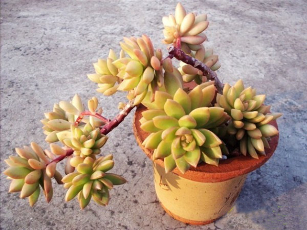 枫林园艺b02【观音莲】多肉植物 大棚自繁 经典普货直供