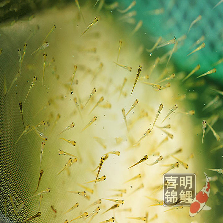 锦鲤水花苗