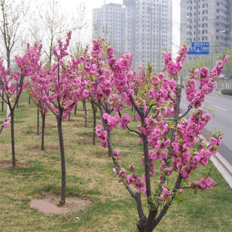 碧桃 紫叶碧桃 红叶碧桃 红叶桃 彩色风景树种类 基地直销桃之卵