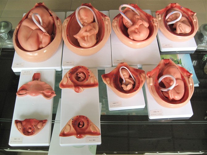 厂家供应胎儿妊娠发育过程 10件