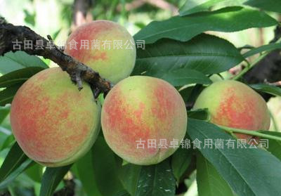 古田水蜜桃白凤桃3