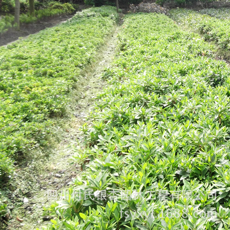 大量批发供应温江花木城乡绿化苗木优质灌木夏娟图片_6