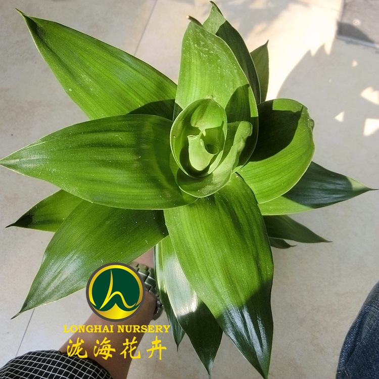 CIMG4042_副本_副本