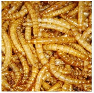 mianbaochong面包虫干
