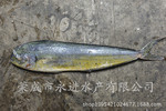 鬼头刀价格