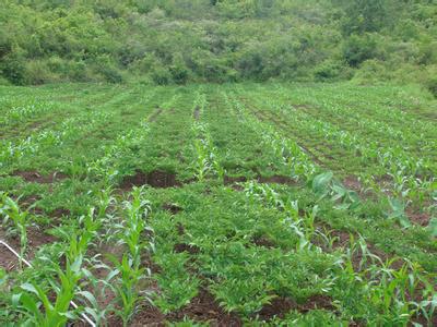 u=79964127,2078424184&fm=23&gp