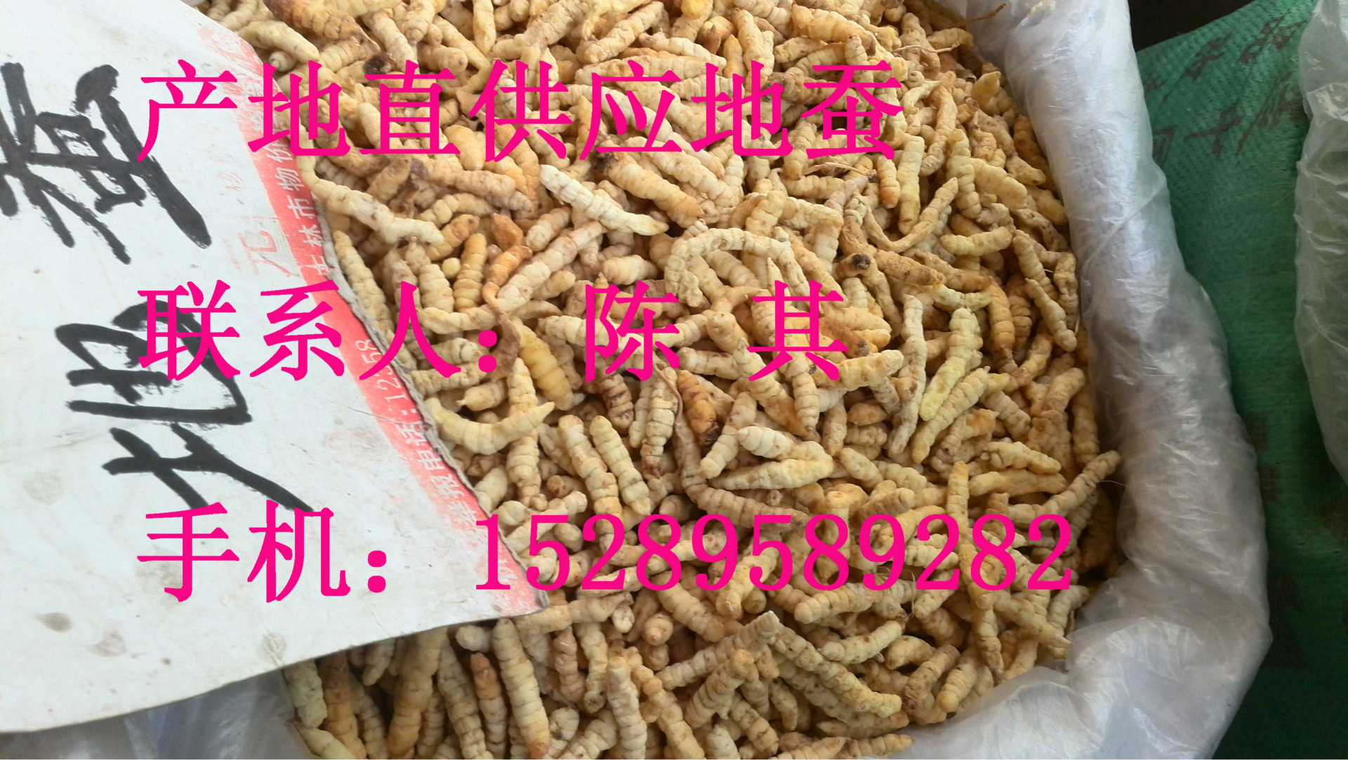 江湖地摊货源中药材地蚕,土冬虫草,白冬虫草,白虫草,肺痨草
