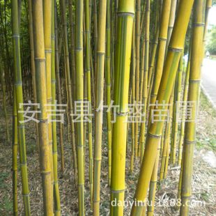 安吉竹盛直供 3cm 金镶玉竹等近百种绿化竹苗