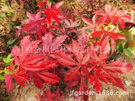 日本红枫2号（日本种源）