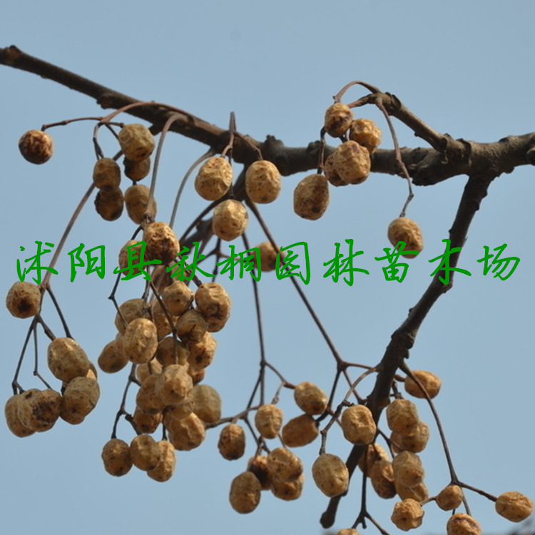 林木种子新采苦楝种子楝树种子保质保量包发芽花卉种子批发