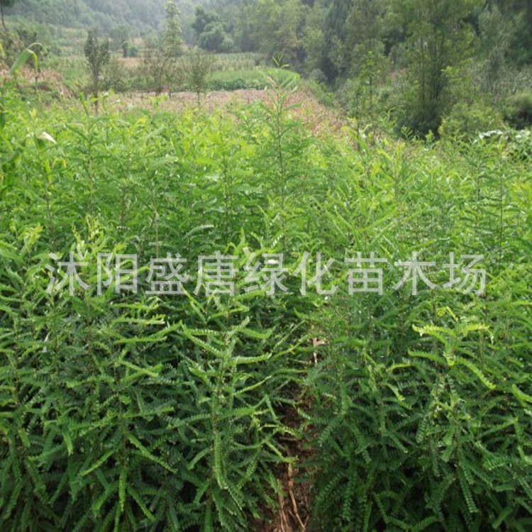 造刺树苗 可以作很好的围墙 皂角苗 皂角 皂荚树