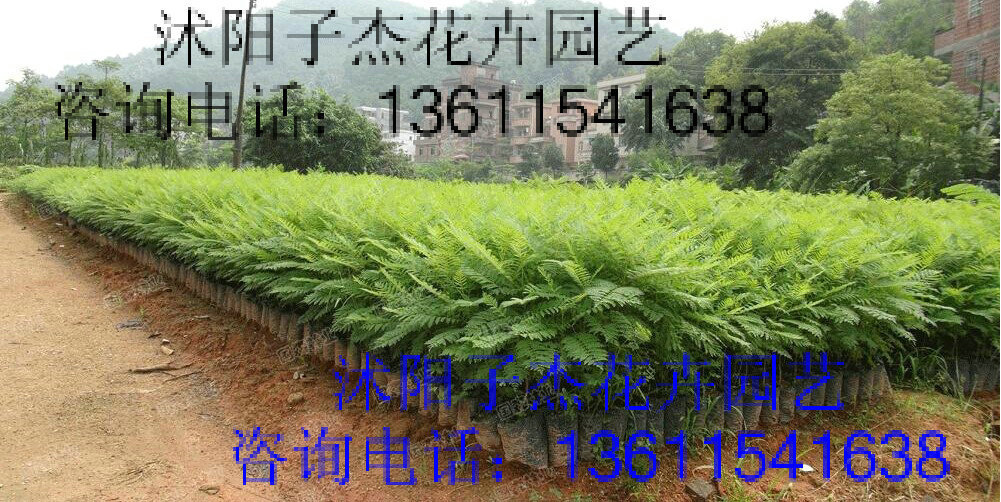 新品种相思树种子,生态树种,造林树种,杂质少种子饱满,发芽率超高