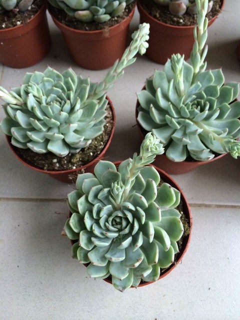 echeveria derenbergii green 松果红爪 进口多肉