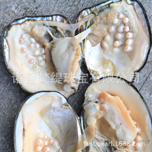 天然珍珠蚌图片-海量高清天然珍珠蚌图片大全