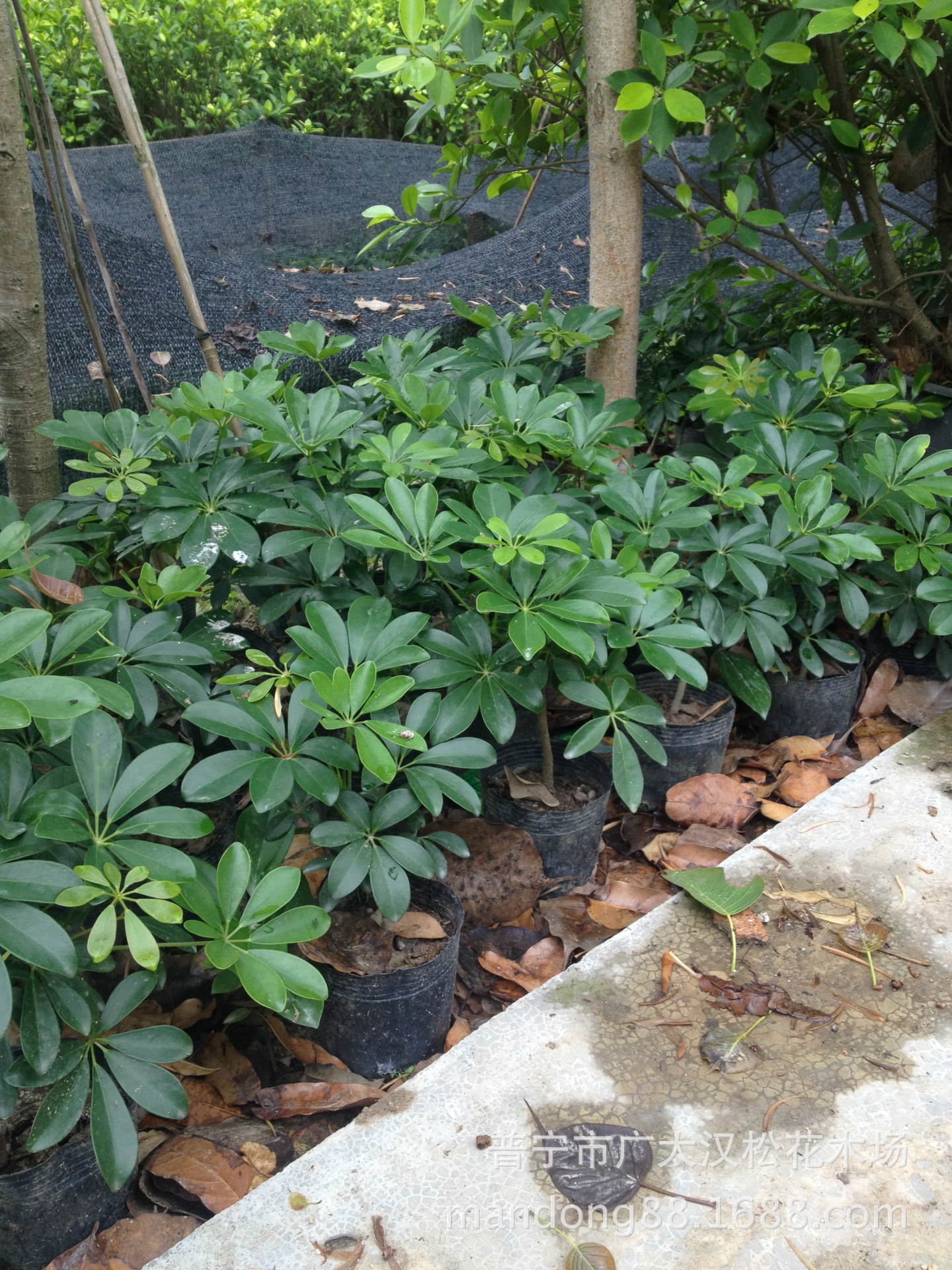 大量供应鸭脚木/绿化苗木/高度15cm起/农户自家花场种植直销