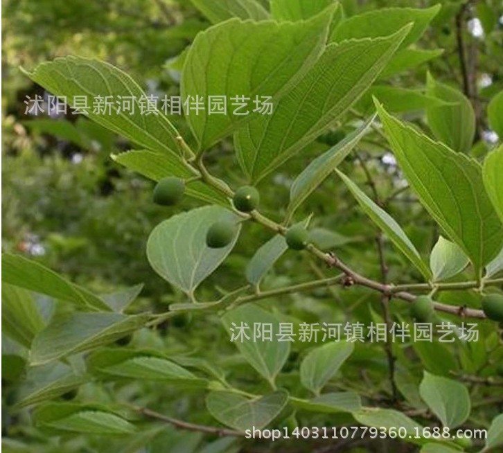 新采朴树子 小叶朴树种子 大叶朴树种子 沙朴种子 新种子包发芽