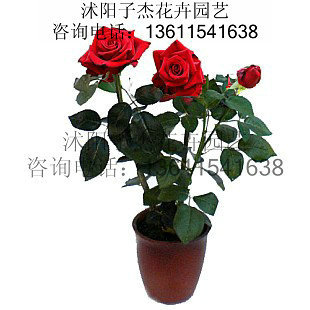 林肯先生月季花苗,批发月季苗,藤本月季,优质月季树苗,绿化苗