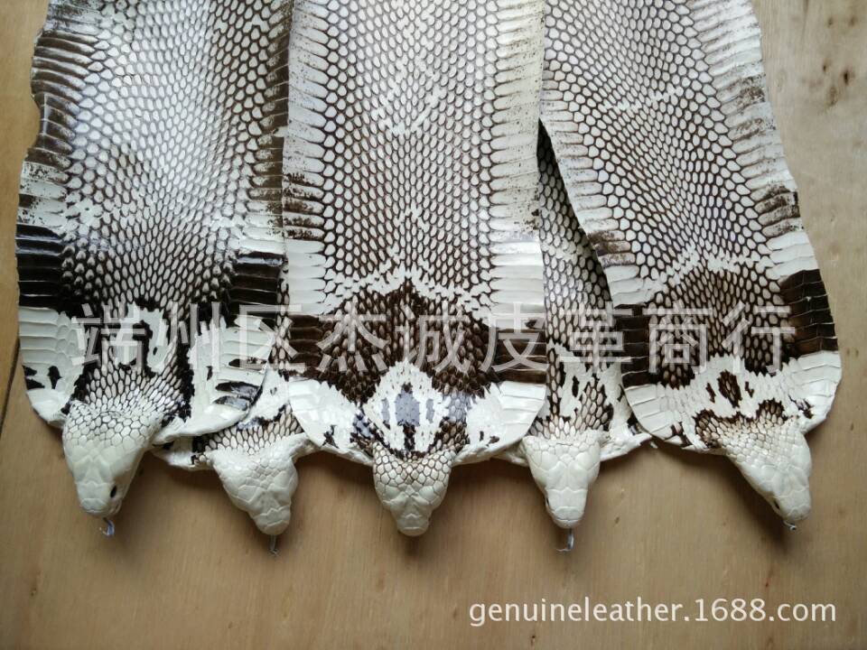 蛇皮图片IMG_5665