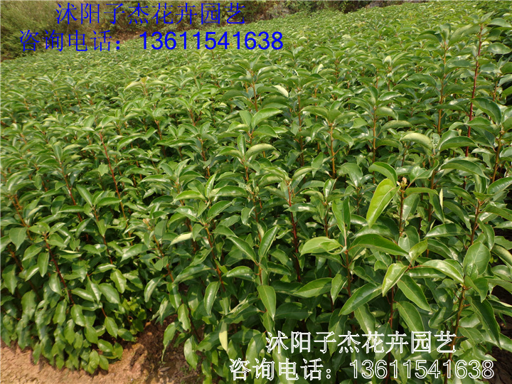 出售新采樟树种子,大叶香樟树种子,小叶香樟种子,颗粒饱满发芽好