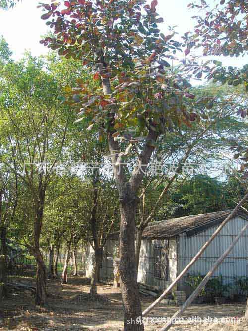 广东普宁广太艳波苗木场鸡冠刺桐 绿化树木 乔木灌木 假植苗