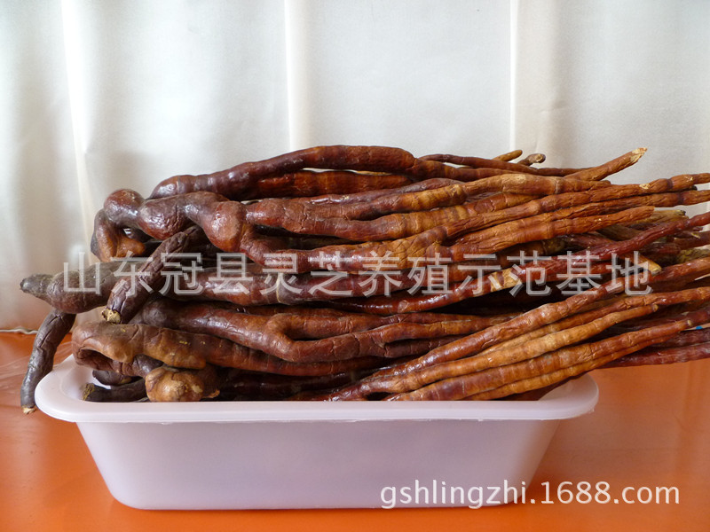 鹿角灵芝1