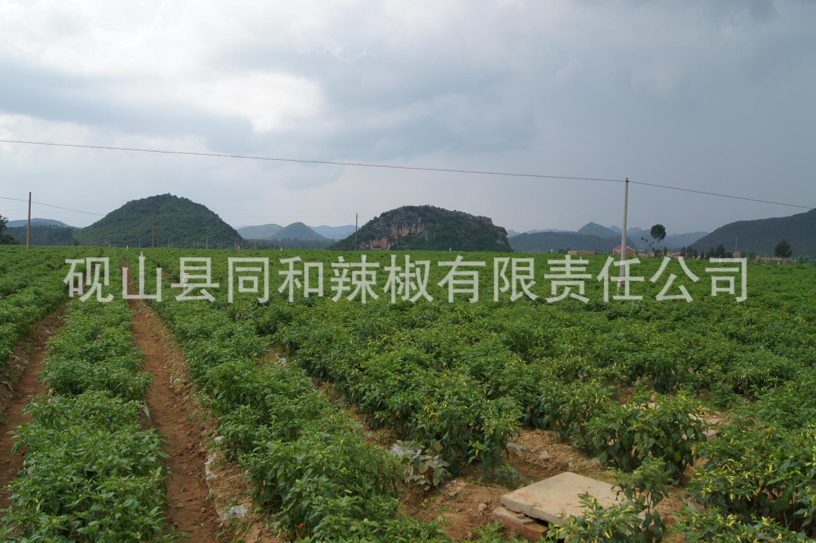 供应云南泡小米辣40斤/袋