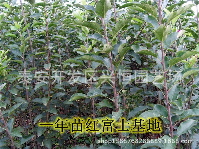 山东红富士苹果树苗基地 15866016228