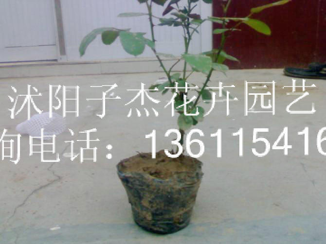 藤本月季苗,庭院美化,月季花苗,攀援花卉,玫瑰花苗,基地直销,现货