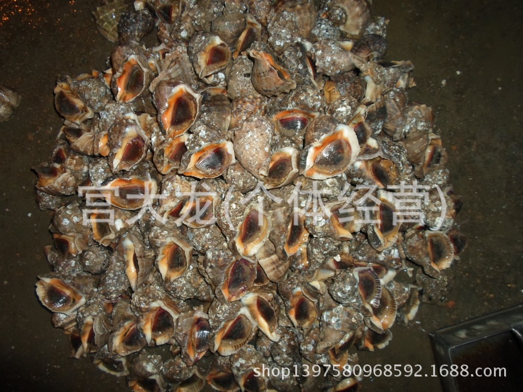 【常年大量批发】大海螺 小海l螺 红香螺 等螺类批发 养殖批发交易