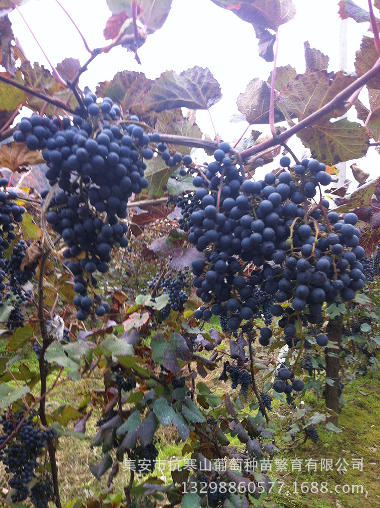 集安市特供特色水果东北优质鲜食山葡萄抗衰老防癌北冰红葡萄