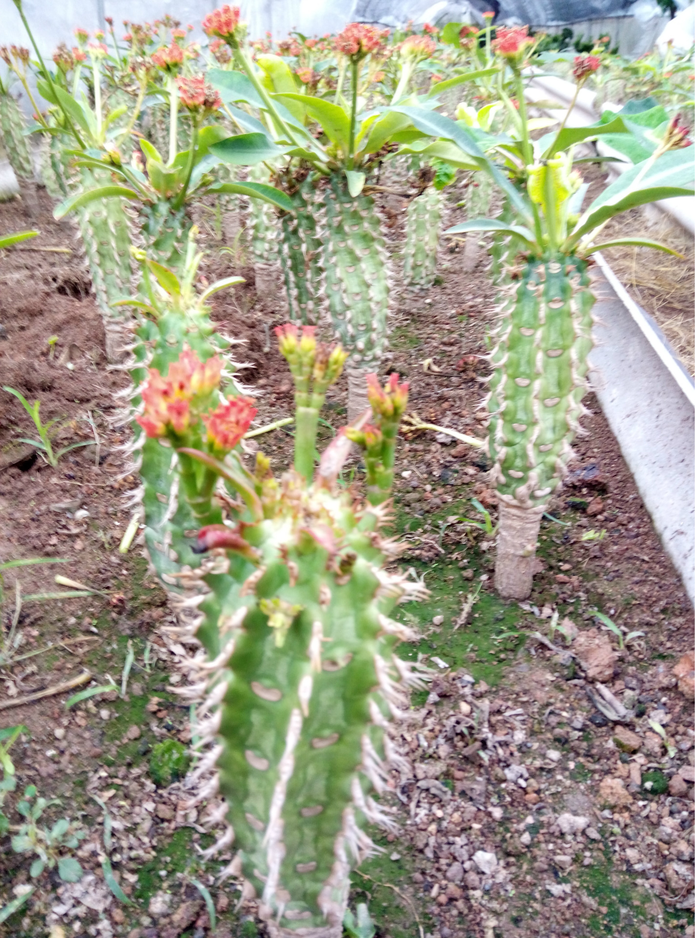 喷火龙【多肉植物】黄位祥园艺场.价格便宜,质量好,自产自销