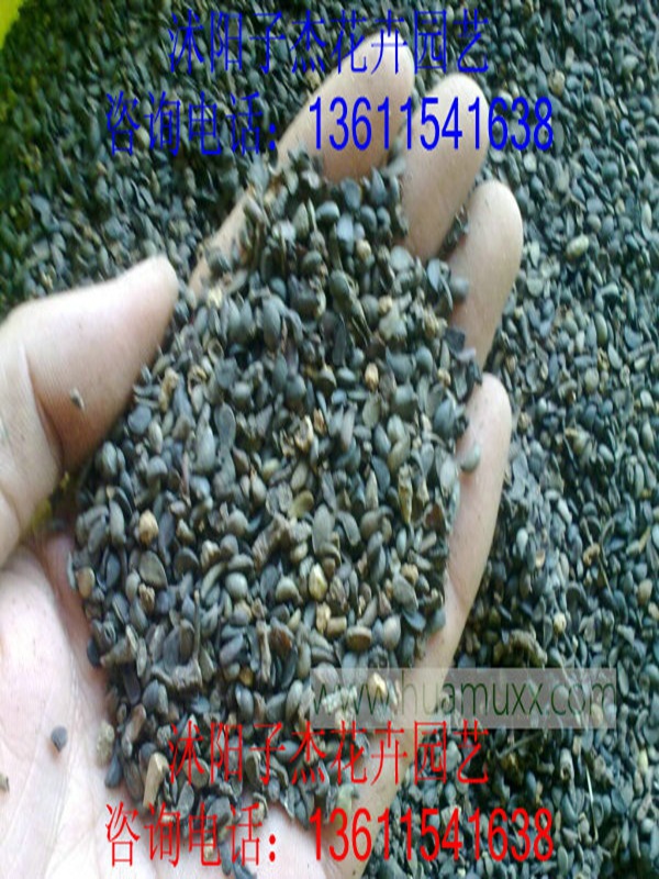 批发出售优质林木种子,杜梨种子,当年新采,钻木可嫁接