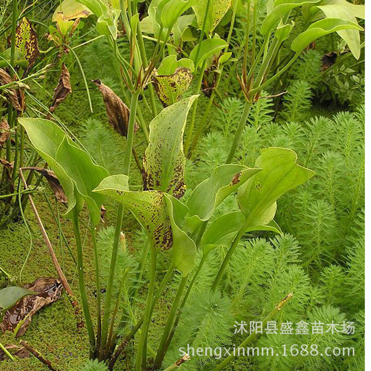 【盛鑫苗木场】常年销售水生植物窄叶泽泻 批发各种水生地被植物